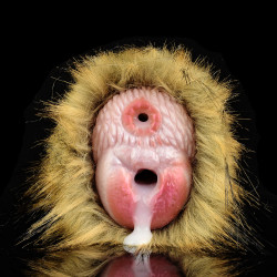 african gorilla furry pussy male masturbator - animal vagina penis masturbation toy sex shop