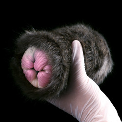 black cat pussy masturbaton cup sex toy for men - furry animal vagina penis massage male masturbator