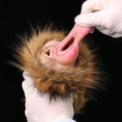 tiger pussy male masturbator sex toy for men - realistic beast vagina penis massager
